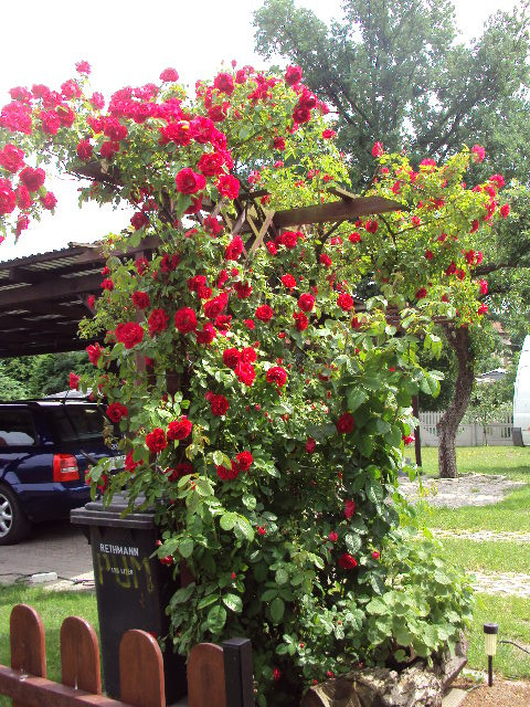 Róża pnąca - osłania kubeł na śmieci