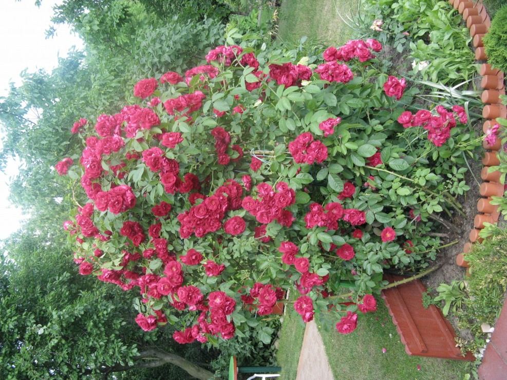 Róże pnące- ozdobą w ogrodzie