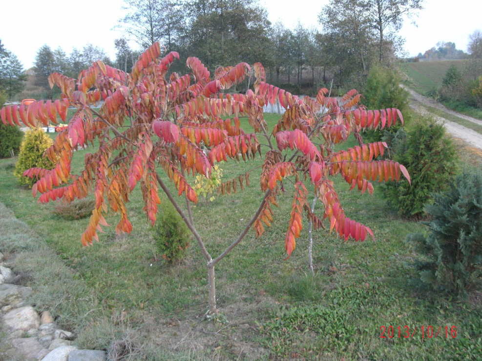 Sumak octowiec - drzewko uciążliwe, nie przez wszystkich lubiane ale jesienią jakie piękne 