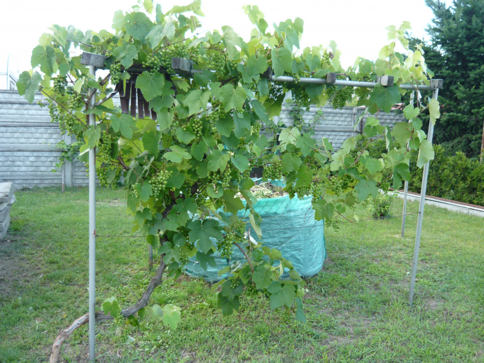 Winogron osłoną mniej ozdobnych części ogrodu