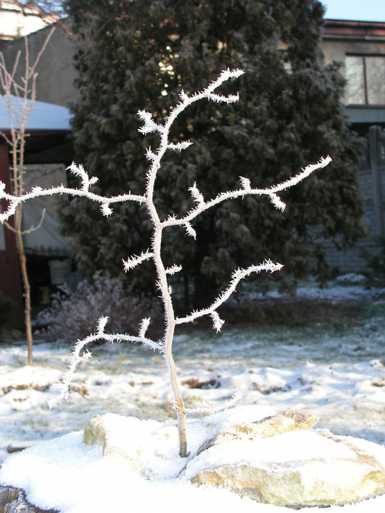 Zimowe dzieło sztuki