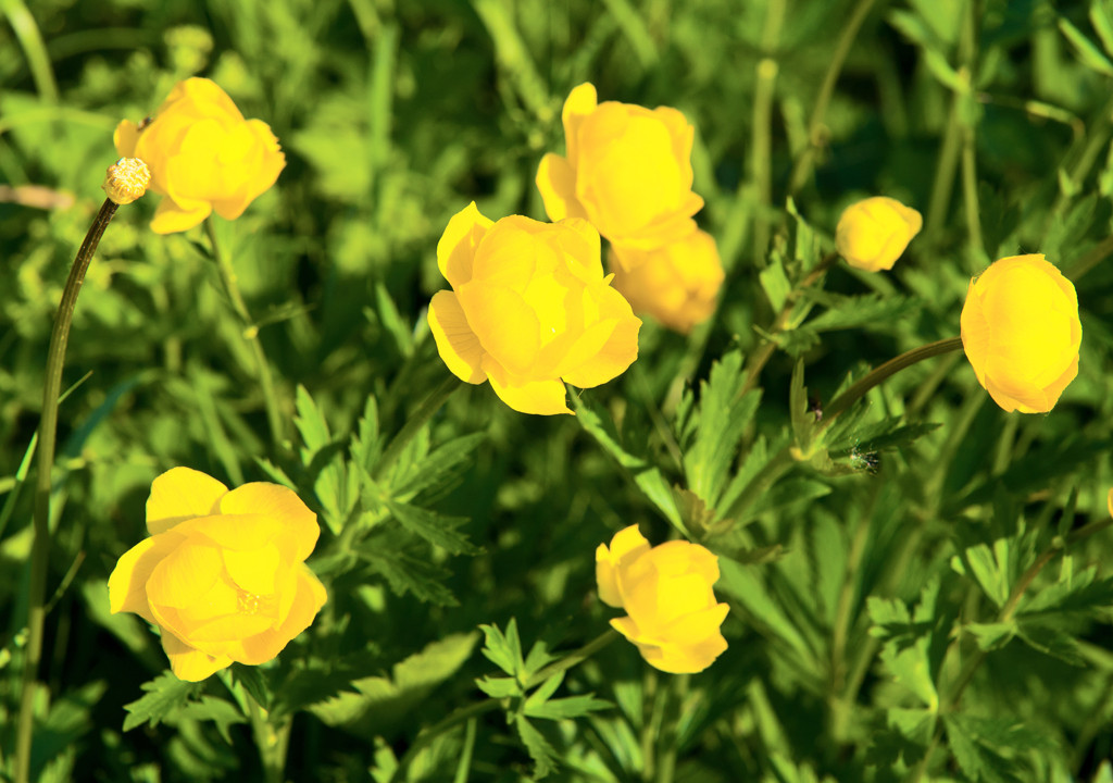 Aby pełnik mógł od maja do czerwca rozwijać swe intensywnie żółte kwiaty, musi być posadzony jesienią