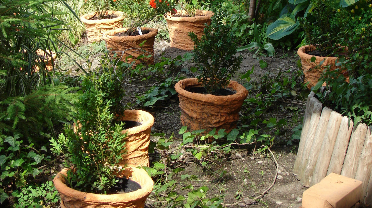 Ciemny bluszczowy zakątek ogrodu rozweselają róże i bukszpany posadzone w pomarańczowych pojemnikach. 
