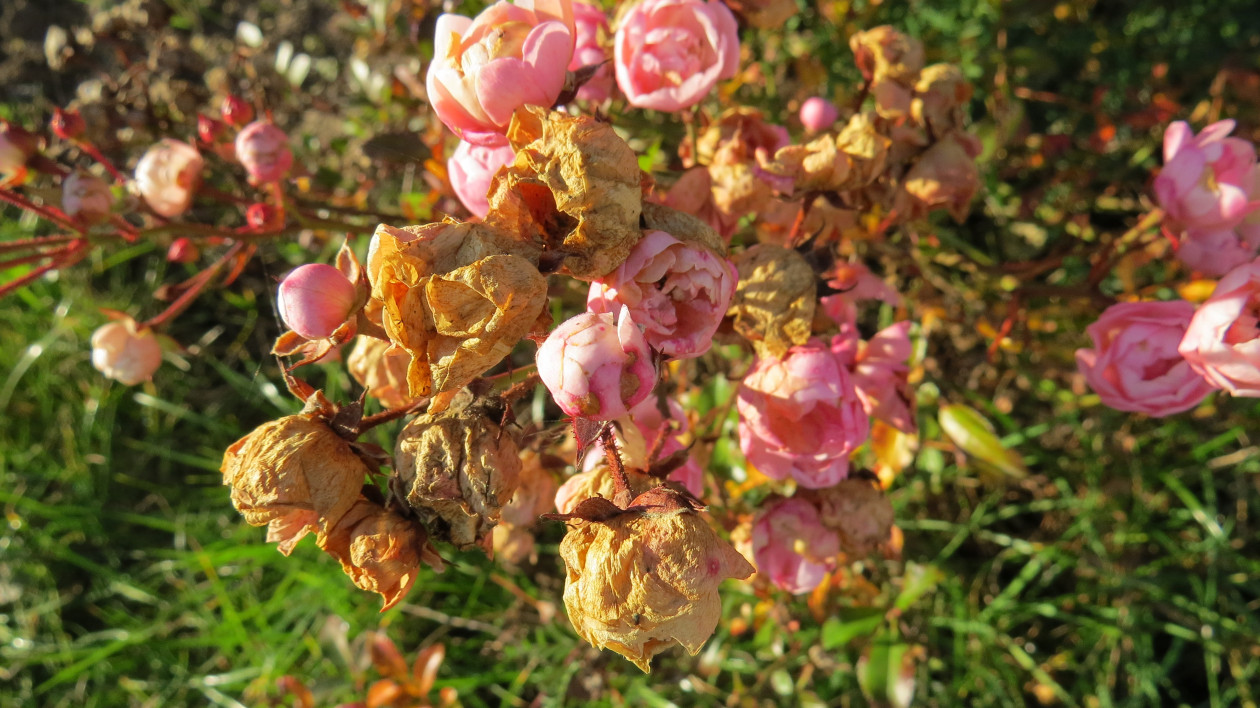 Jesienne róże - walka z przemijaniem