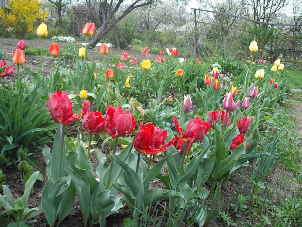 ostatni dzień kwietnia 2013,moje tulipany papuzie i inne