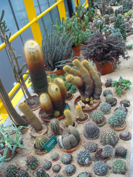 palmiarnia gliwice
