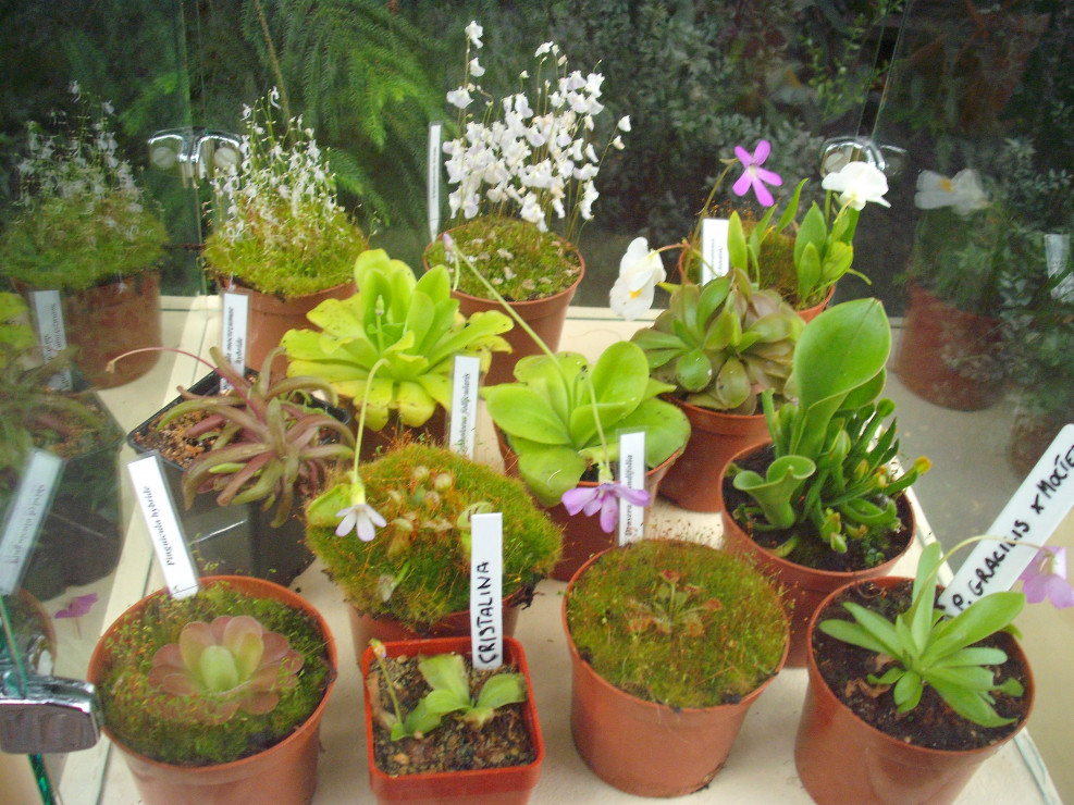 palmiarnia gliwice