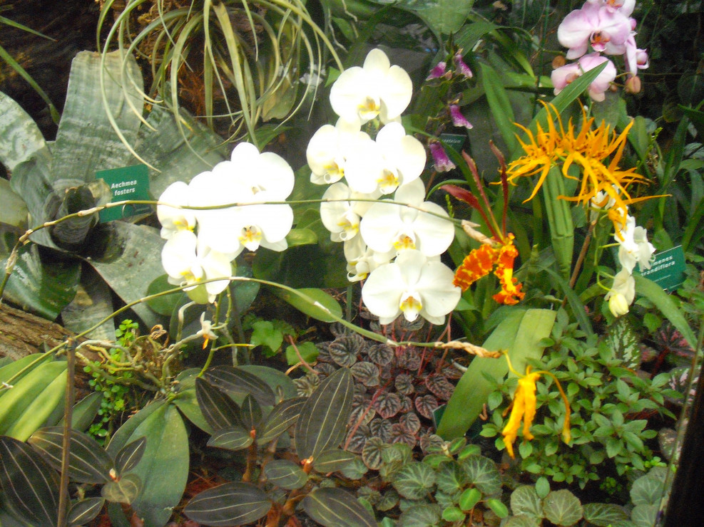 palmiarnia gliwice