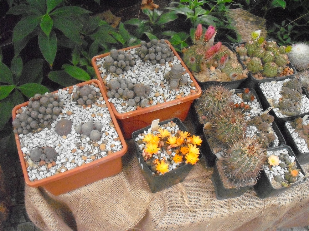 palmiarnia gliwice