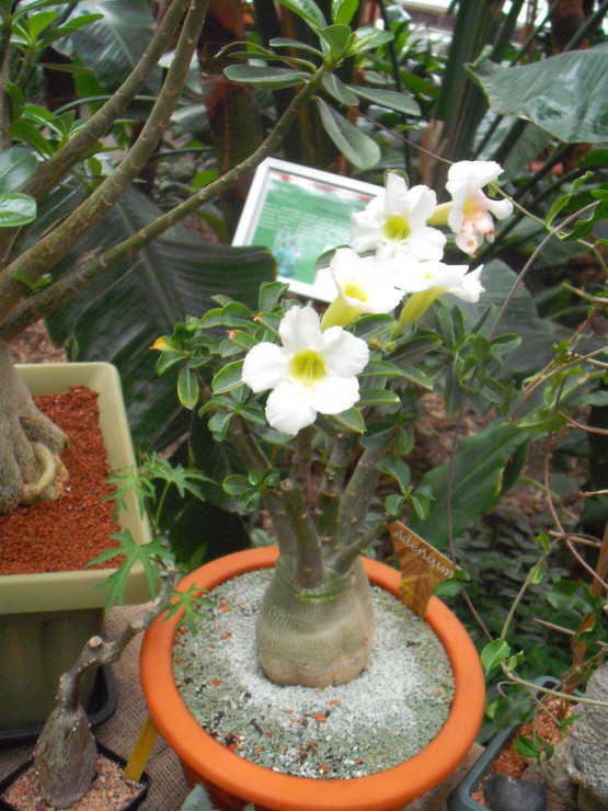 palmiarnia gliwice