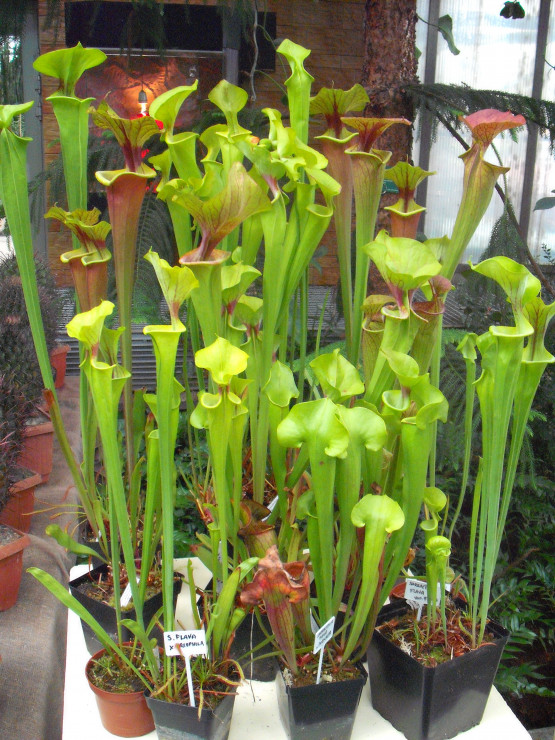 palmiarnia gliwice