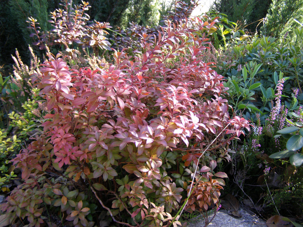 Pieris Little Heath w jesiennej odsłonie.