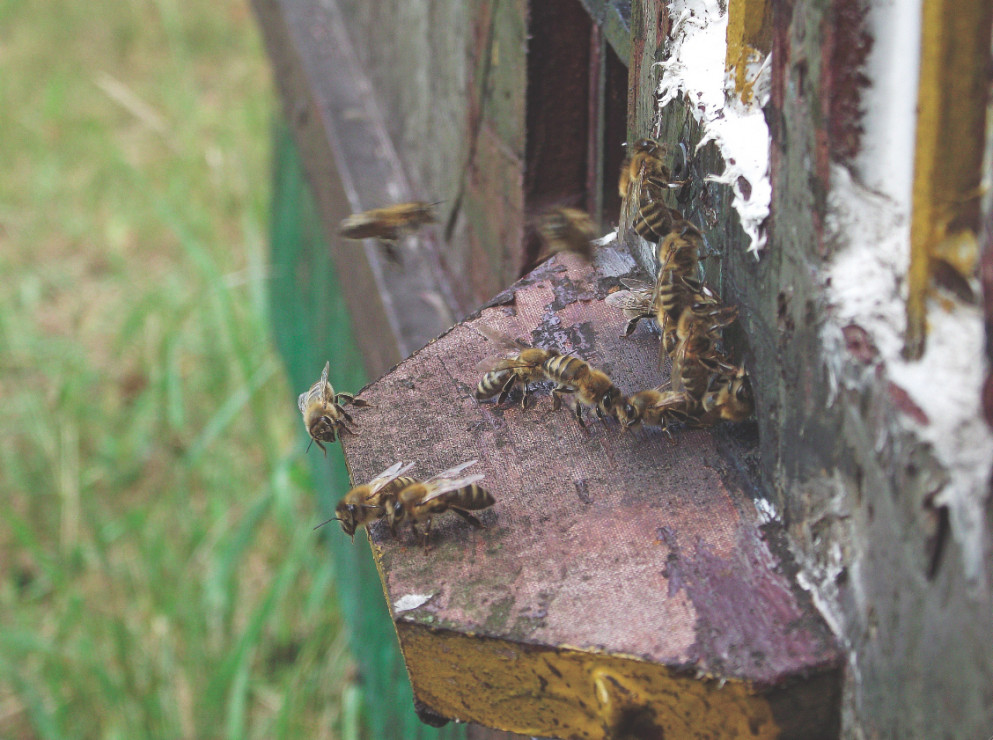 Przy wylotku pszczoła lotna potrafi w ciągu kilku sekund oddać nektar pszczołom odbierającym.
