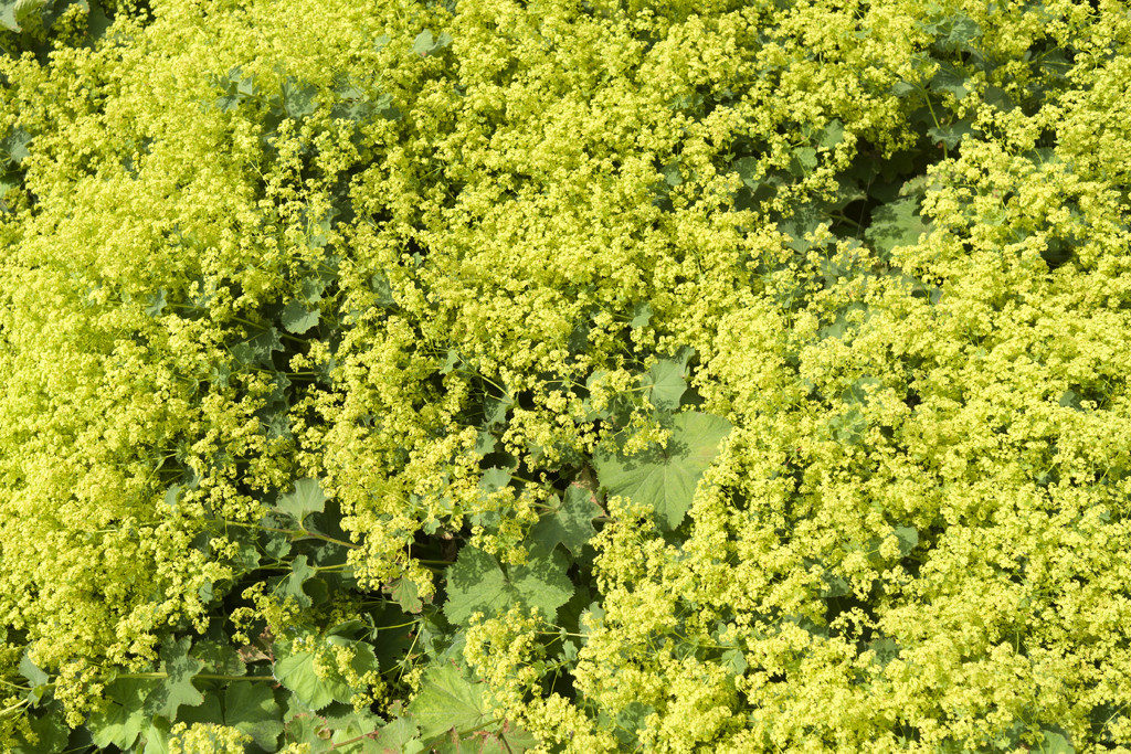 Przywrotnik ostroklapowy to jedna z najbardziej spolegliwych roślin okrywowych, może być on uprawiany w niemal każdym podłożu