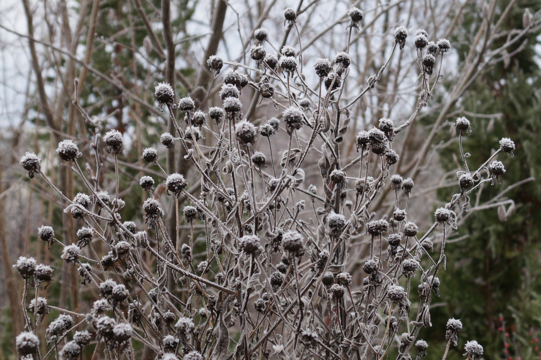 rudbekia błyskotliwa 