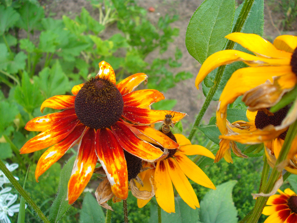 rudbekia