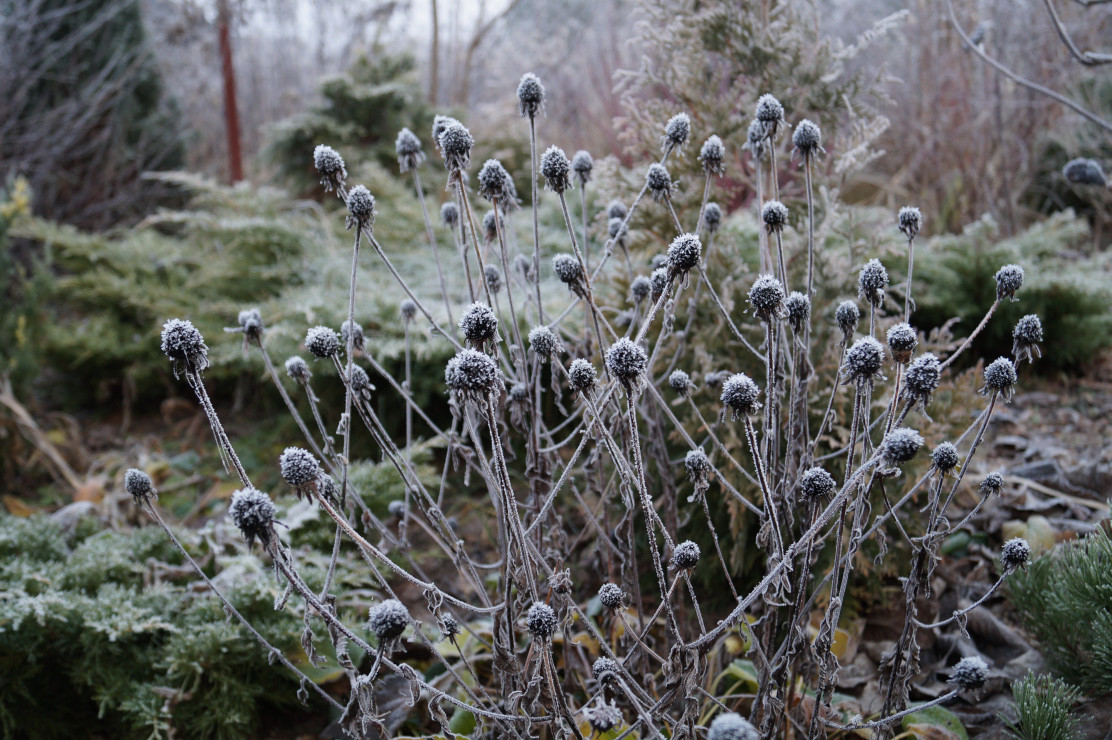 rudbekie błyskotliwe 