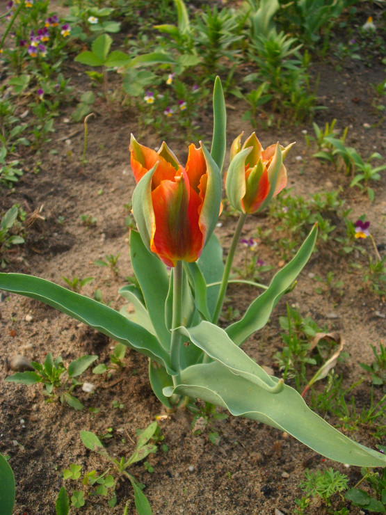 tulipan