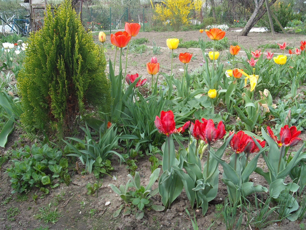 tulipanowo