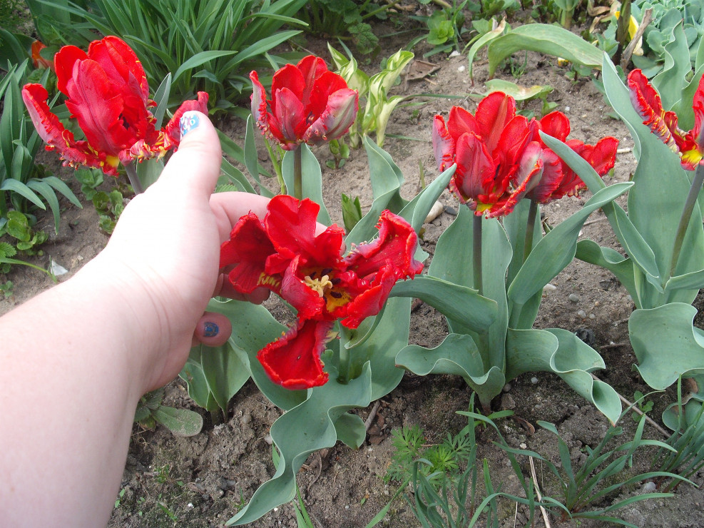 tulipany papuzie