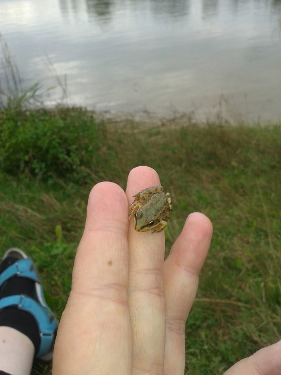 żabka nad jeziorem