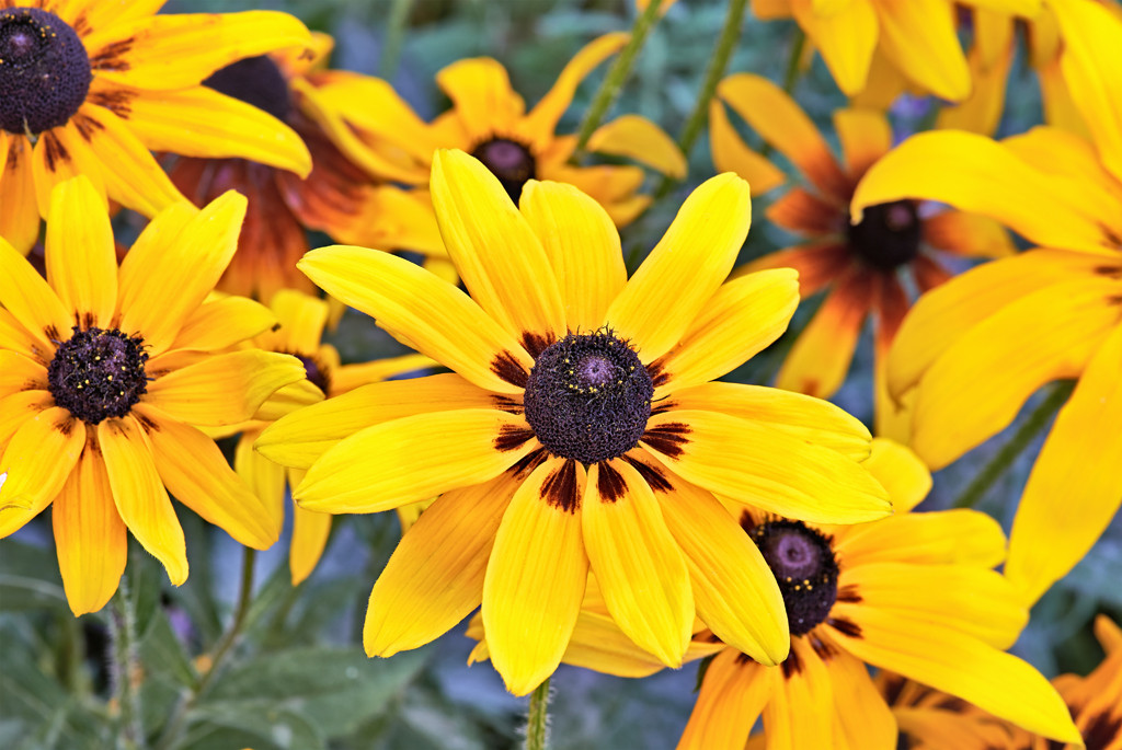 Żółte kwiaty słoneczniczka wprowadzą dobry nastrój do każdego ogrodu