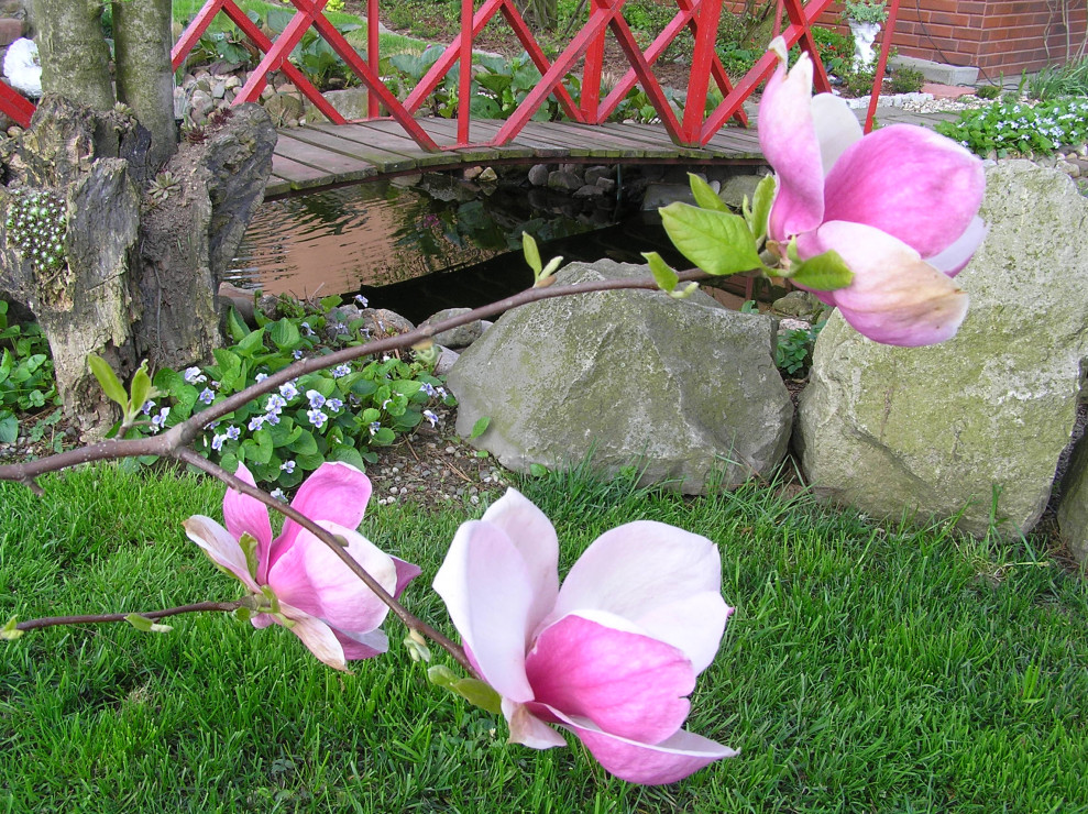 Arystokratka pośród innych drzew - magnolia