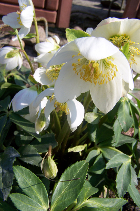 Ciemiernik biały, obficie obsypany kwiatami