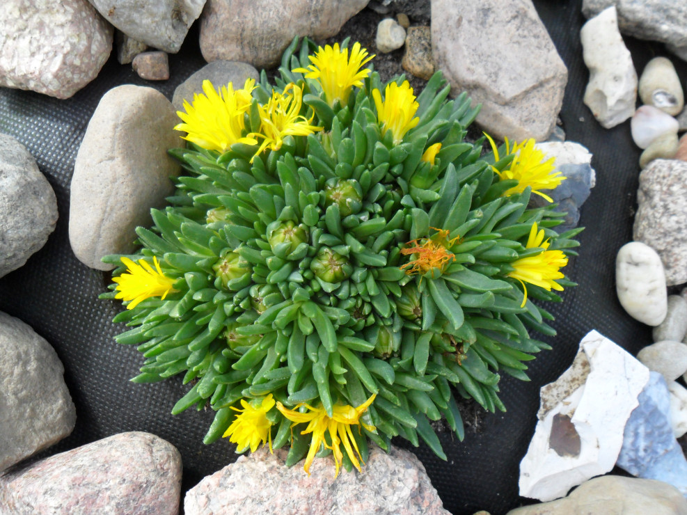 Delosperma