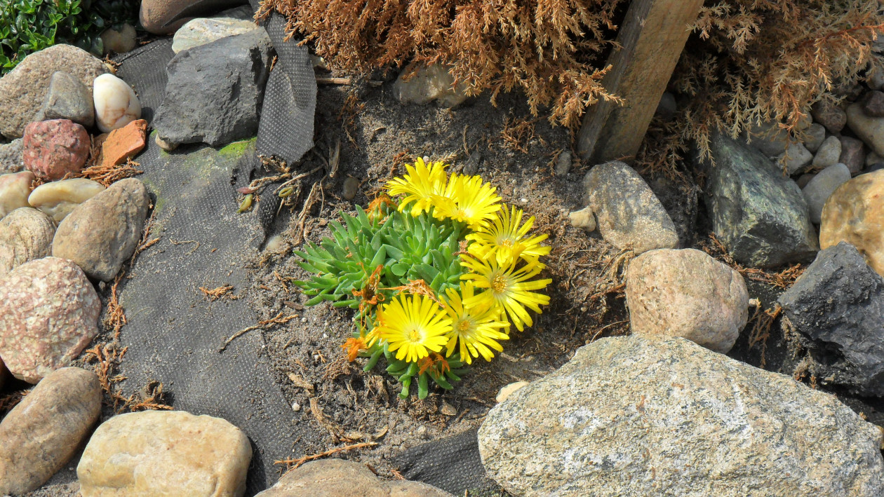 Delosperma