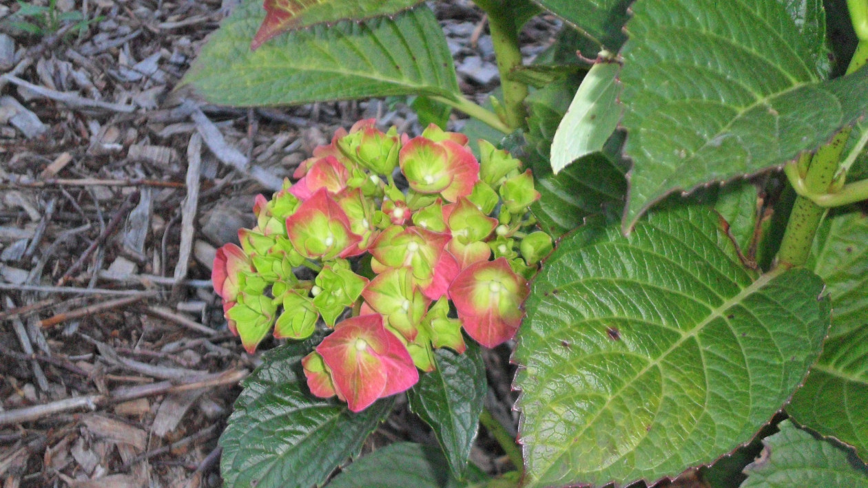 Hortensja hydrangea macrophylla
