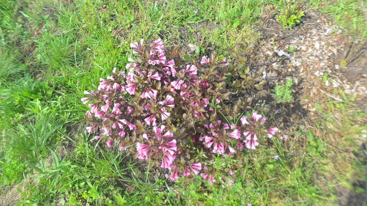 Krzewuszka miniaturowa