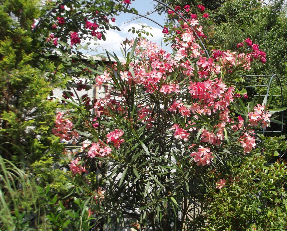 oleander