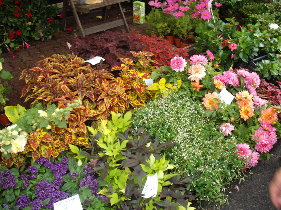 LATO KWIATÓW OTMUCHÓW 40STOLECIE Mój Piękny Ogród