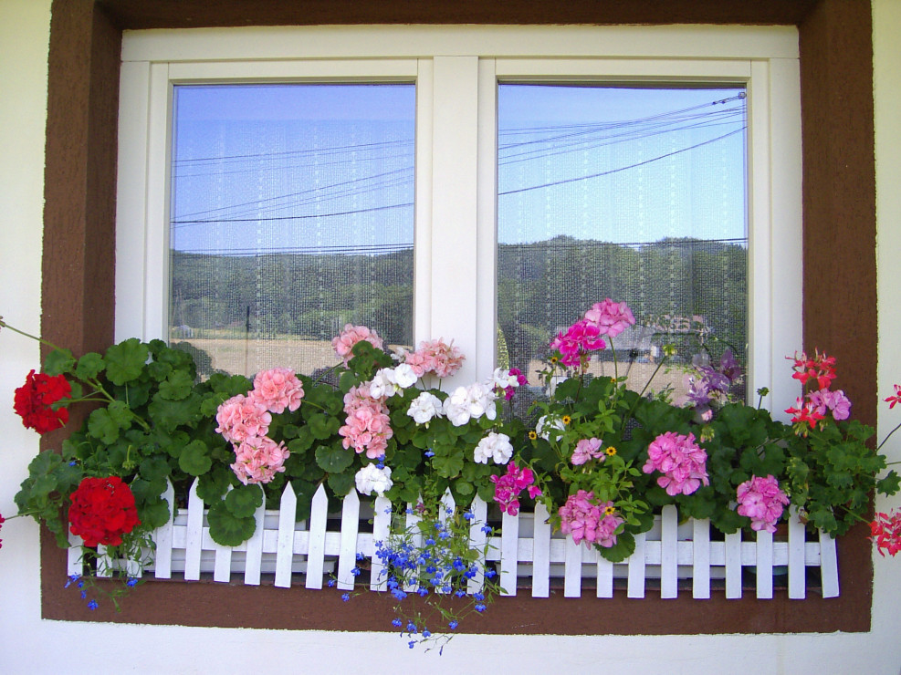 pelargonie