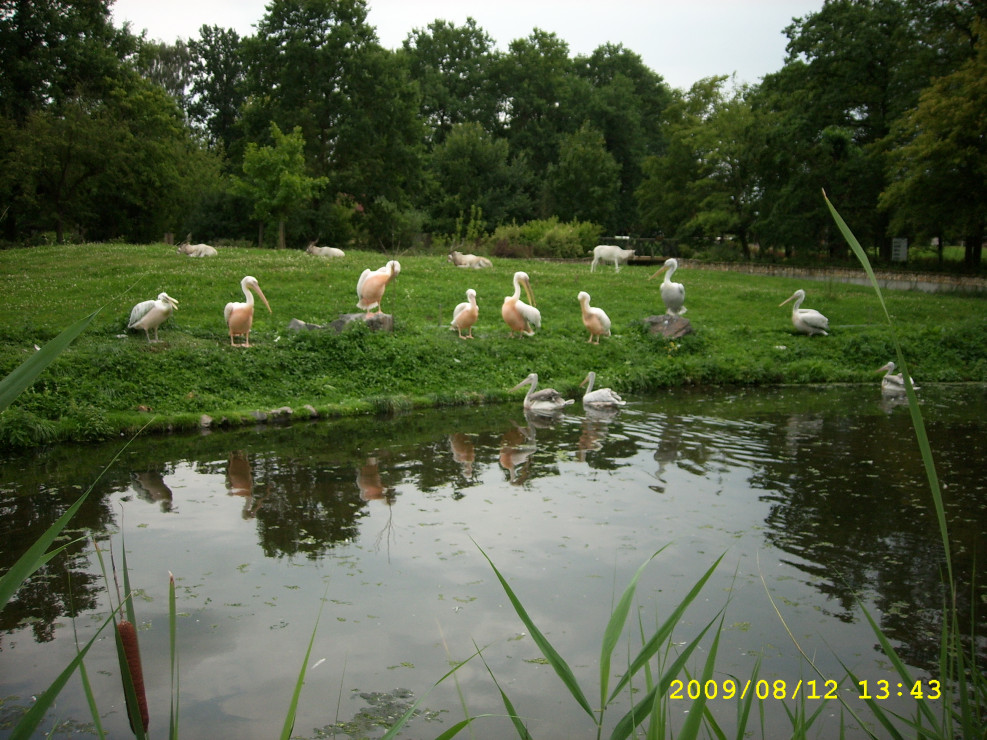 PELIKANOWO