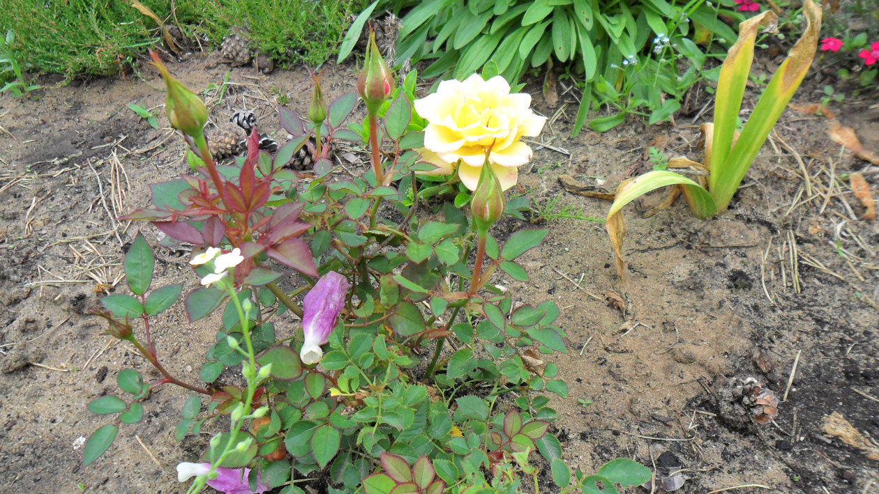 Róża miniaturowa