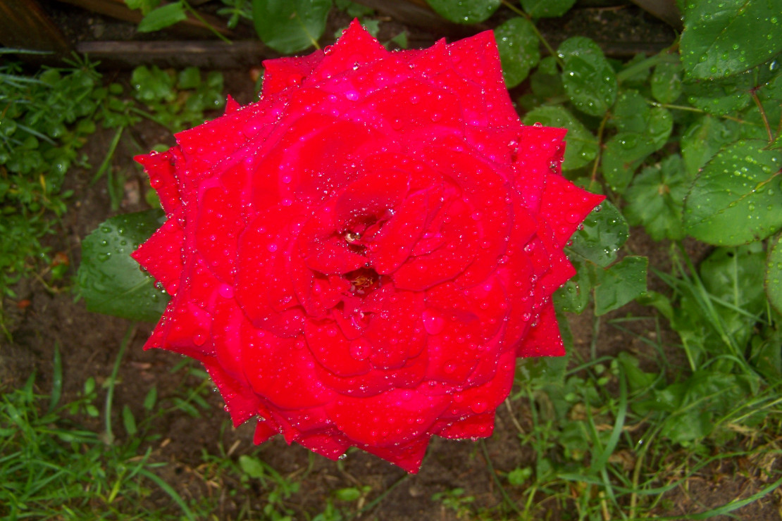 Róża wielokwiatowa, bardzo podoba mi się gdy na płatkach są krople letniego deszczyku