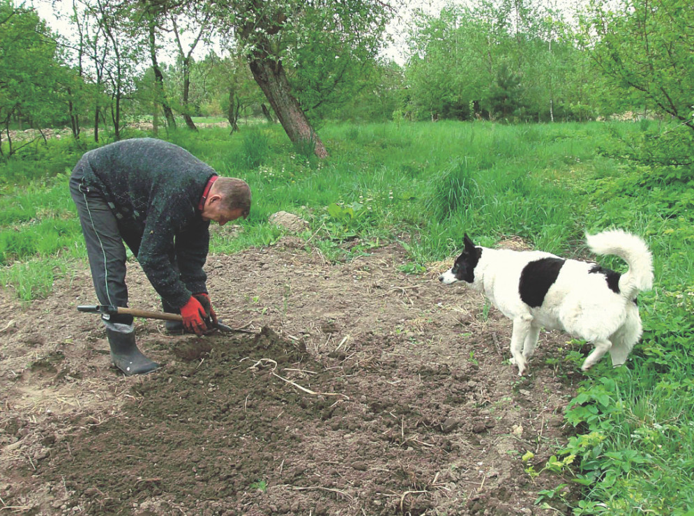 Słabą ziemię nawozimy obornikiem z pryzmy.