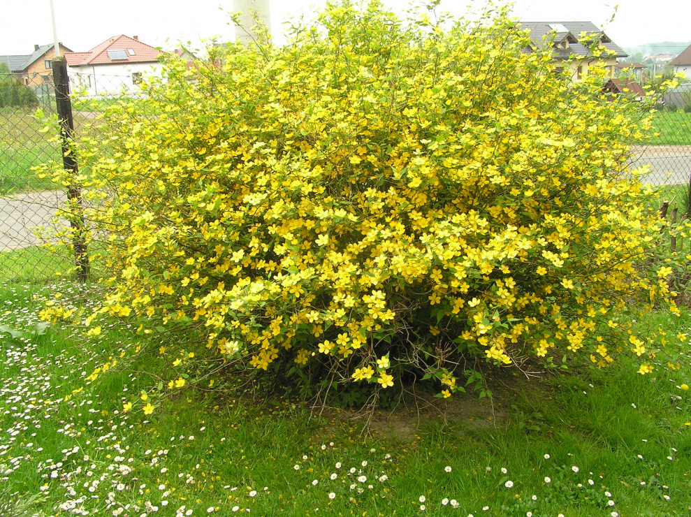 złotlin japoński "Pleniflora"