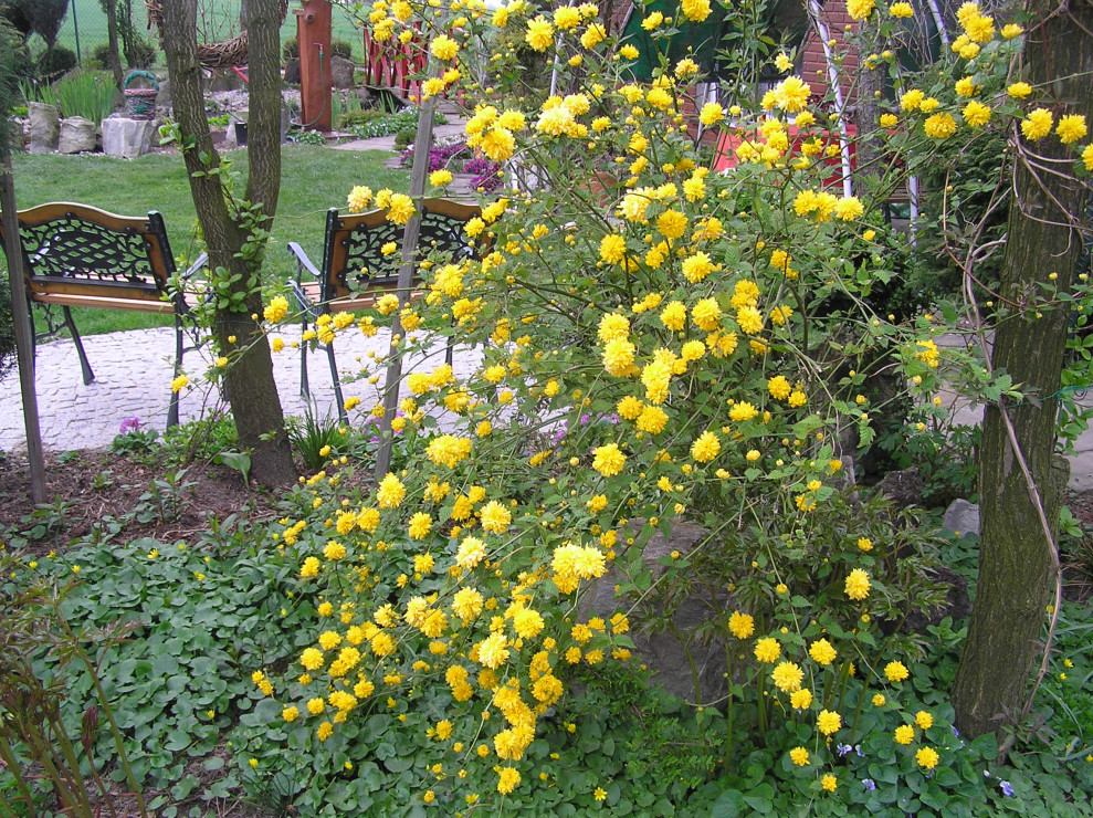 Złotlin "Kenia japonica"