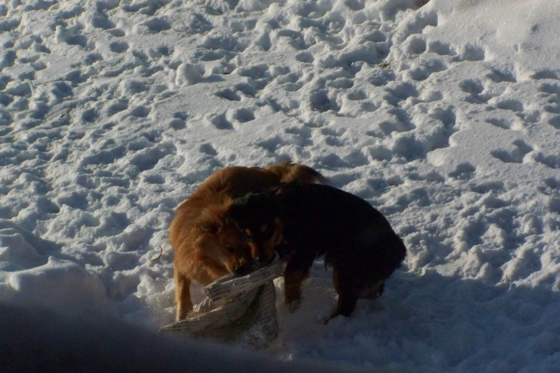 A tak bawi się zimą mój pies ze swoim kolegą z sąsiedztwa