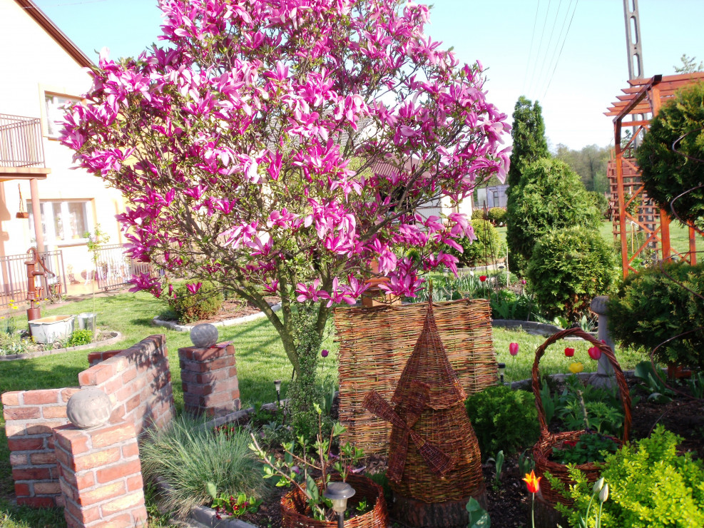 Ceglana ławeczka pod magnolią