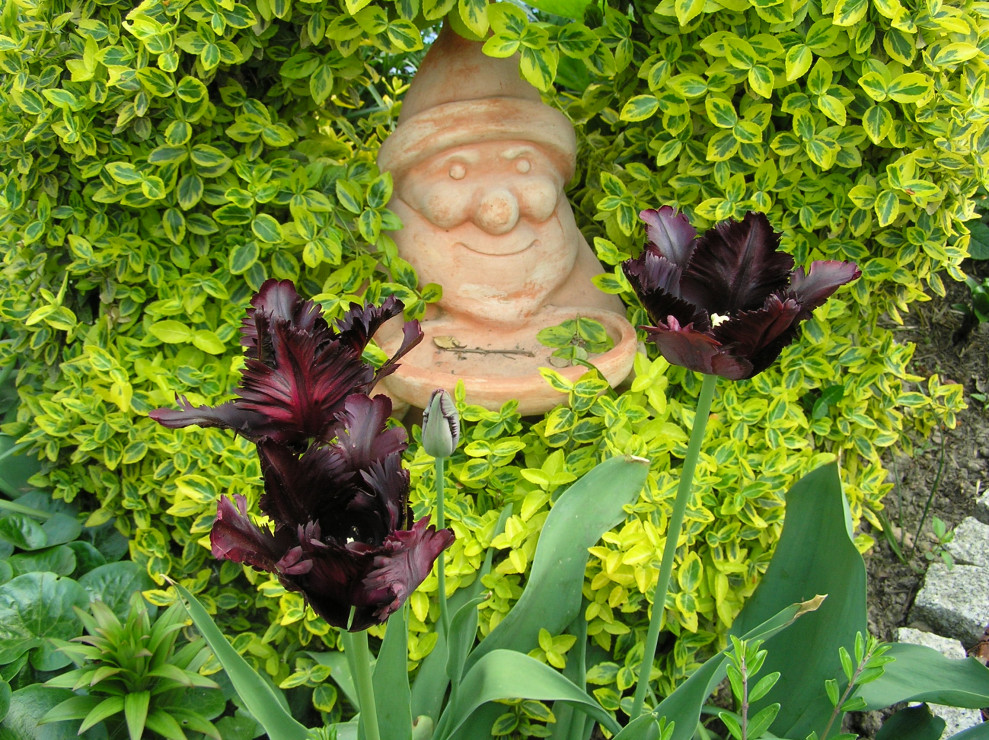 ciemne tulipany   "Black Parrot " jak same na to wskazują.