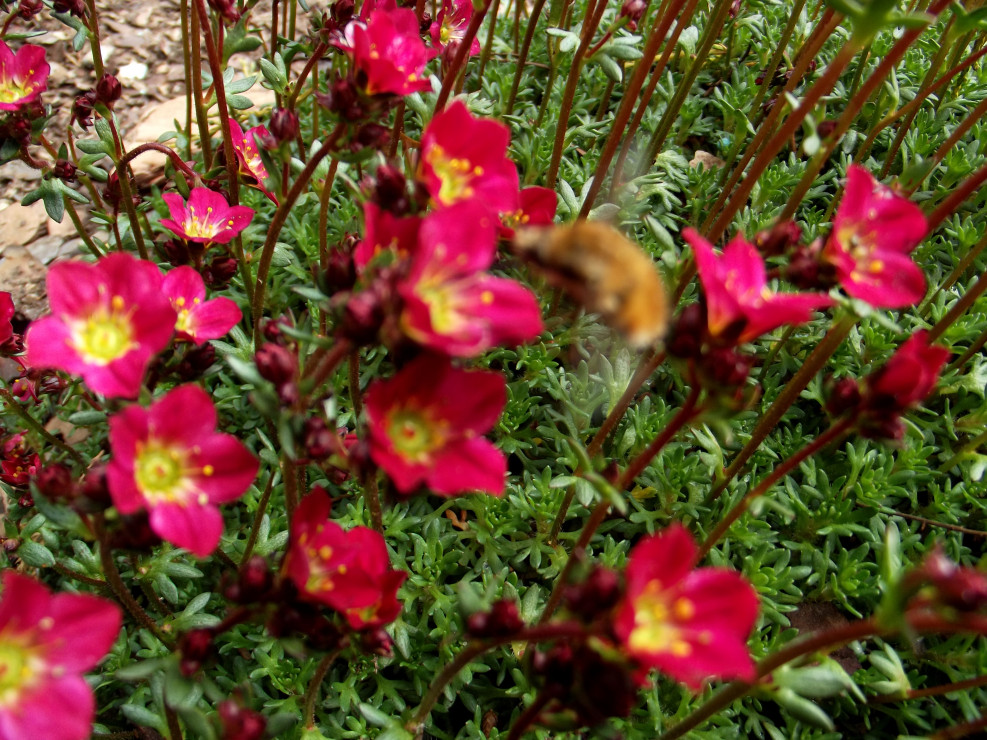 Co to za dziwna ,,pszczoła" może ktoś podpowiedzieć?