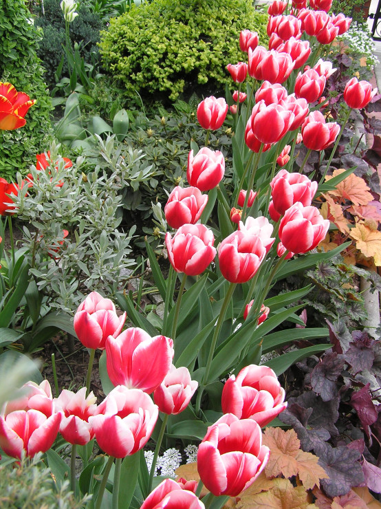 kobierzec tulipanowy