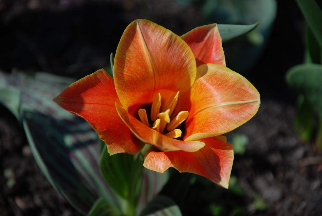 mój nowy tulipan