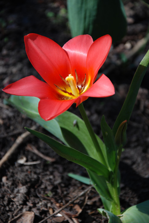 nowy tulipan