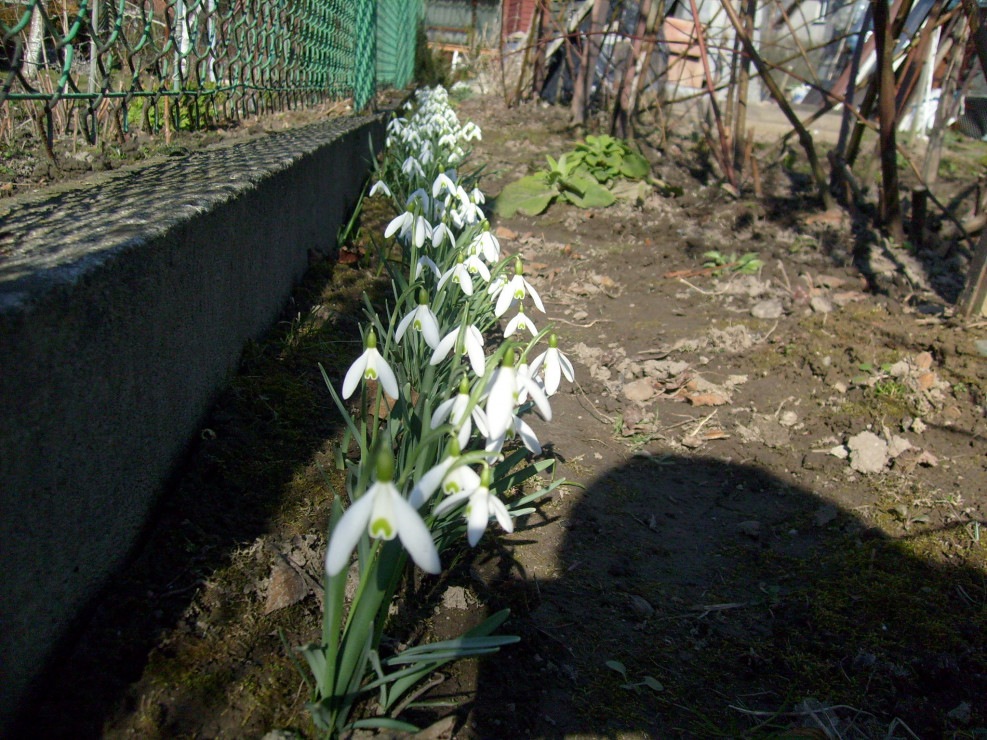 Przebiśniegi