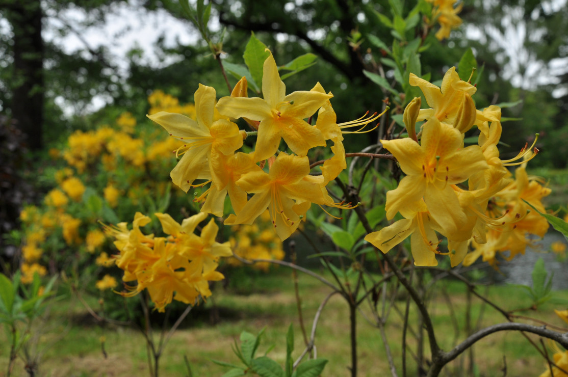 Różanecznik żółty, czyli pontyjski, osiąga do 2,5 m wysokości. Gdy kwitnie, roztacza wokół odurzający zapach. 